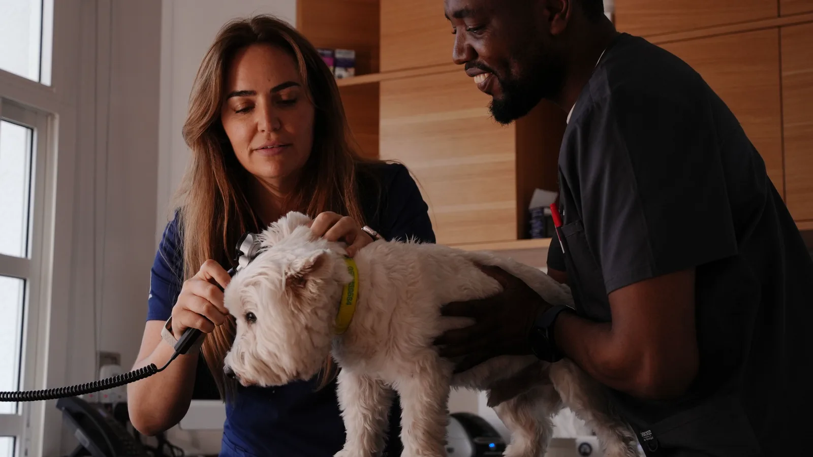 What to Do If Your Dog Ate Something Toxic