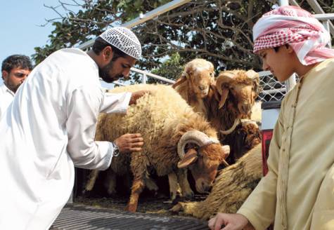 After ID Cards for Expats, Animals to be tagged for more milk and meat
