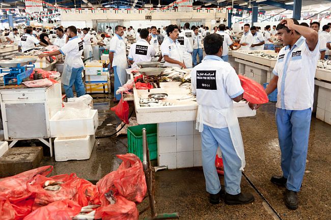 Emiratisation begins at Deira fish market by introducing Emirati Fish Brokers