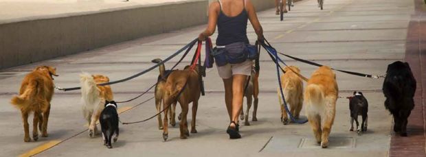 Dog Walking in Dubai