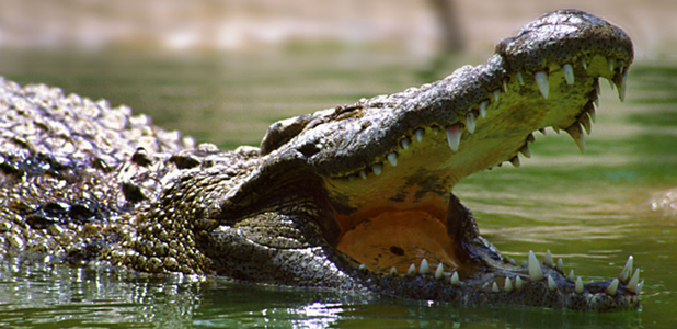 Middle East&#8217;s first open Crocodile Theme Park coming to Dubai