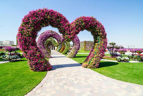 Dubai Miracle Garden to have world&#8217;s largest Vertical Garden