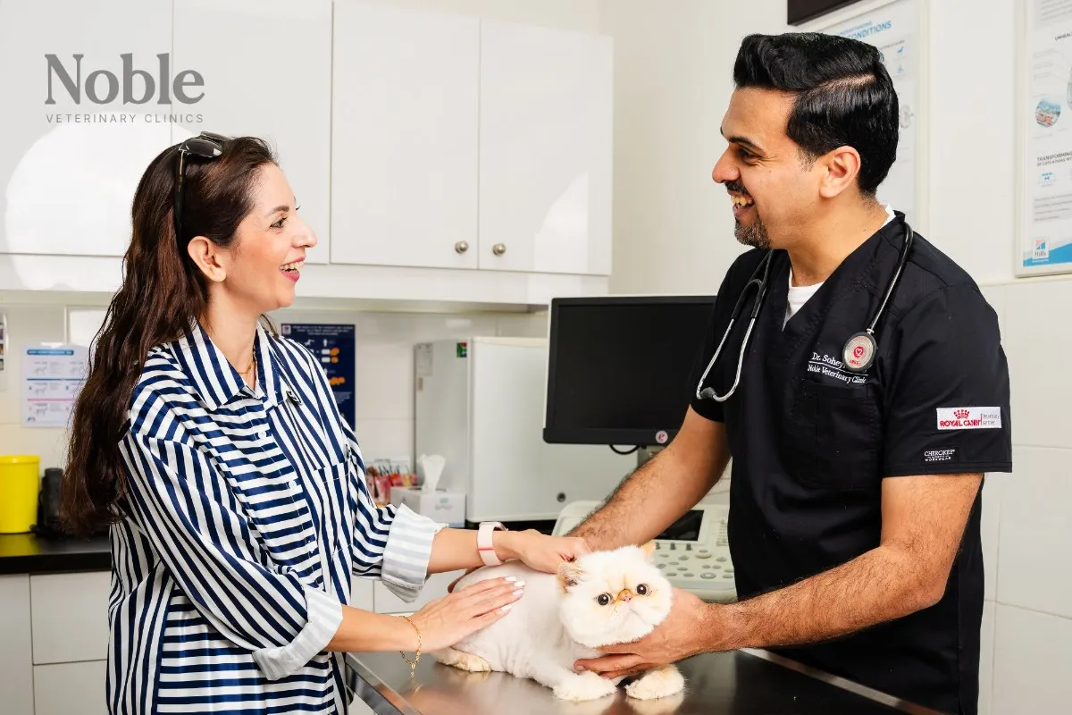 Cat vaccination guide Dubai — ongoing vet care and Dubai Municipality registration requirements