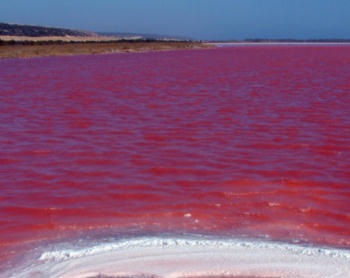 Red Tide brings Gloom to UAE Beaches