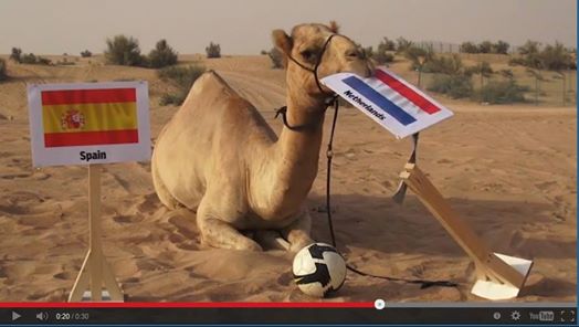 Shaheen the Camel predicts World Cup winner